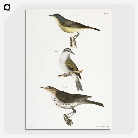 2-65_Zoology-of-New-York_picture-crop