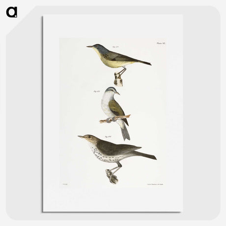 2-65_Zoology-of-New-York_picture