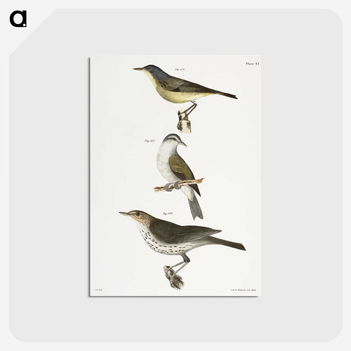2-65_Zoology-of-New-York_postcard