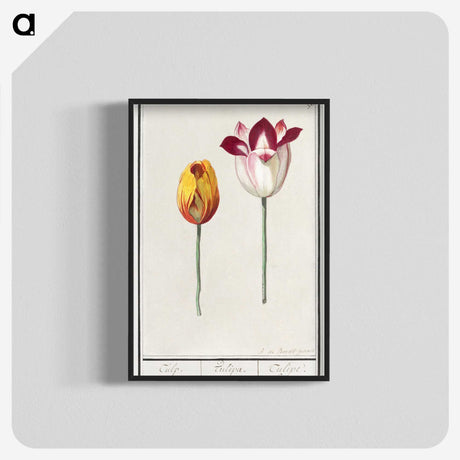 2-66_Anselmus-Boetius-de-Boodt_blk-crop