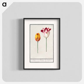 アートポスター-Tulip - アンセルムス ボエティウス デ ブート Poster.