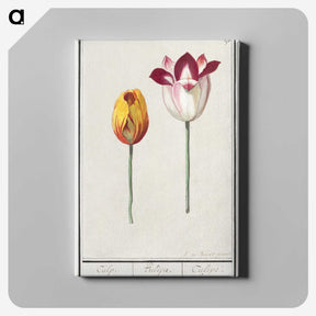 2-66_Anselmus-Boetius-de-Boodt_canvas