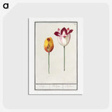 2-66_Anselmus-Boetius-de-Boodt_hagaki