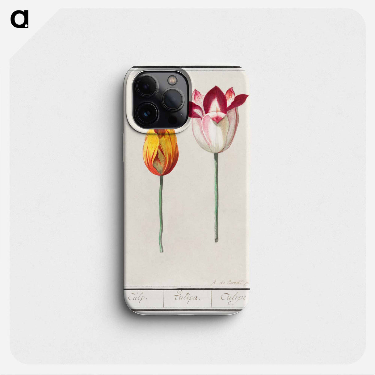 Tulip - アンセルムス ボエティウス デ ブート Phone Case.