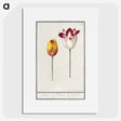 2-66_Anselmus-Boetius-de-Boodt_picture