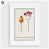 2-66_Anselmus-Boetius-de-Boodt_picture