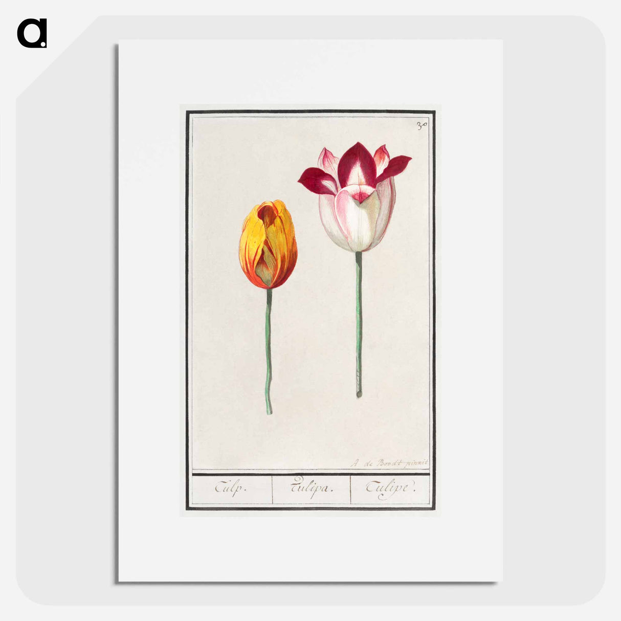 Tulip - アンセルムス ボエティウス デ ブート Poster.