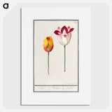 Tulip - アンセルムス ボエティウス デ ブート Poster.