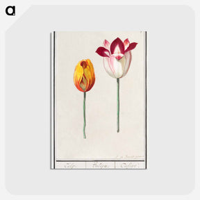 アートポストカード-Tulip - アンセルムス ボエティウス デ ブート Postcard.