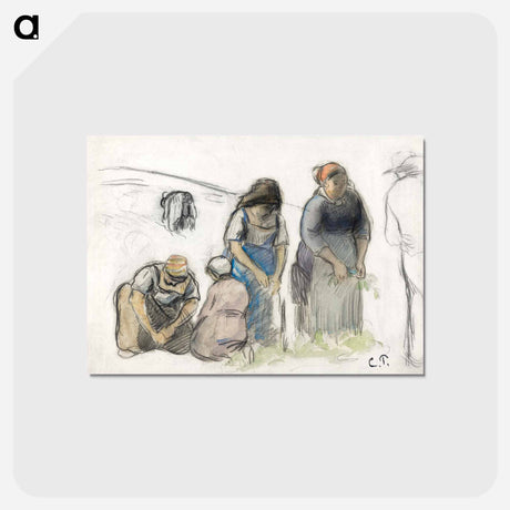アートポストカード-Pea Harvesters - カミーユ ピサロ Postcard.