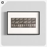 2-66_Eadweard-Muybridge_blk