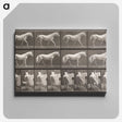 2-66_Eadweard-Muybridge_canvas