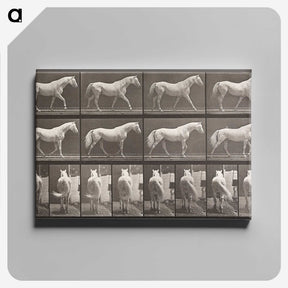 2-66_Eadweard-Muybridge_canvas