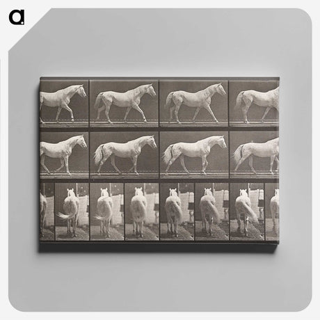 2-66_Eadweard-Muybridge_canvas