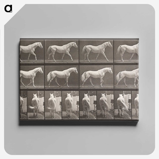 2-66_Eadweard-Muybridge_canvas