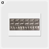 アートポストカード-Walking Horse
 - エドワード マイブリッジ Postcard.