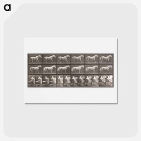アートポストカード-Walking Horse
 - エドワード マイブリッジ Postcard.