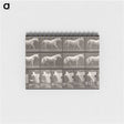2-66_Eadweard-Muybridge_memo