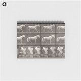 2-66_Eadweard-Muybridge_memo