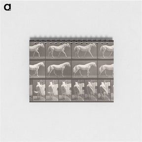 2-66_Eadweard-Muybridge_memo