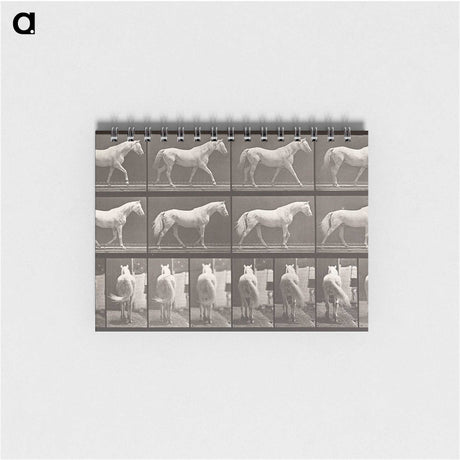 2-66_Eadweard-Muybridge_memo
