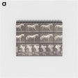 アートメモ帳-Walking Horse
 - エドワード マイブリッジ Memo.