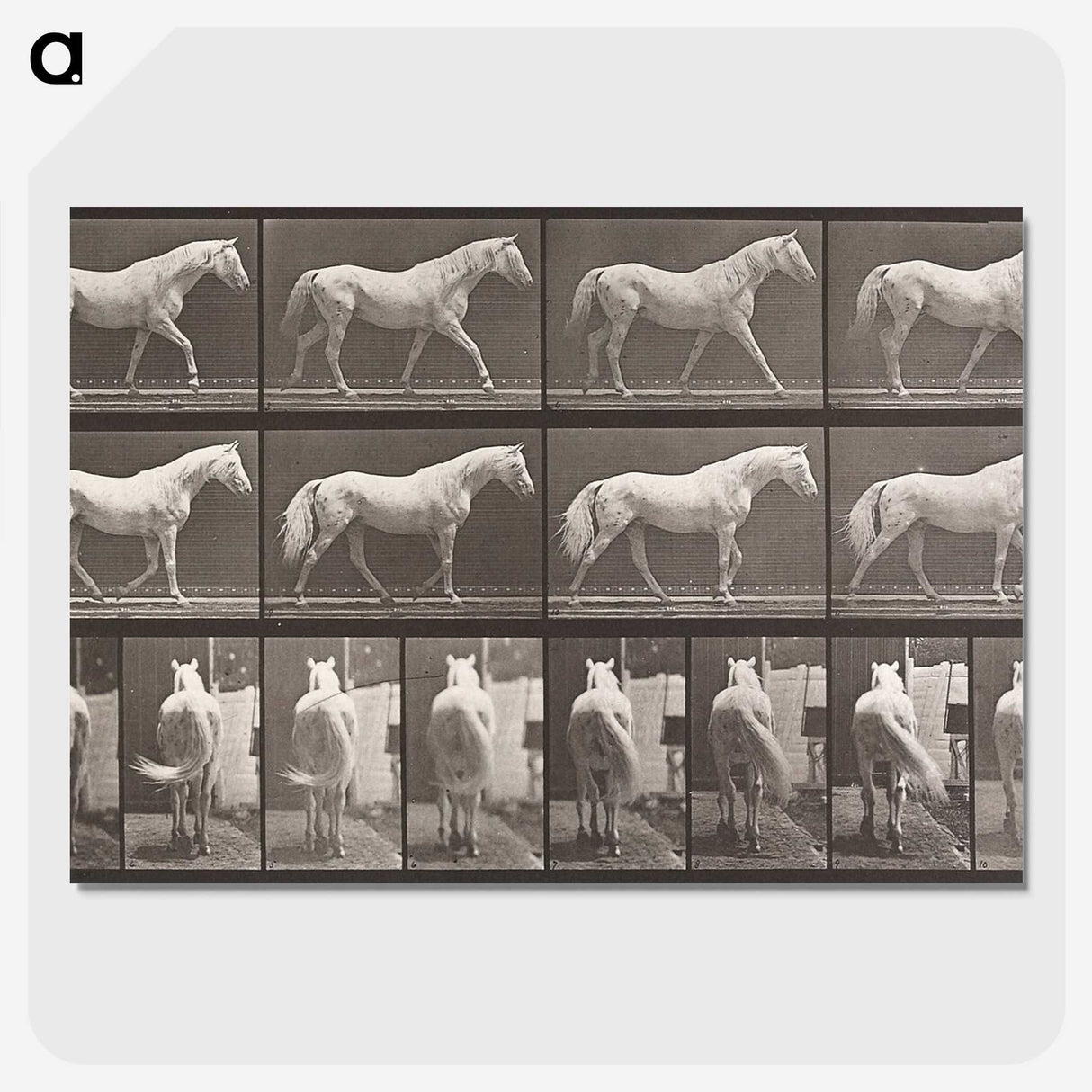 2-66_Eadweard-Muybridge_picture-crop