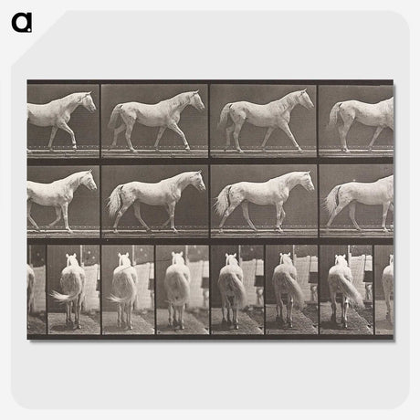 2-66_Eadweard-Muybridge_picture-crop