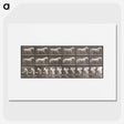 2-66_Eadweard-Muybridge_picture