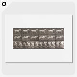 2-66_Eadweard-Muybridge_picture