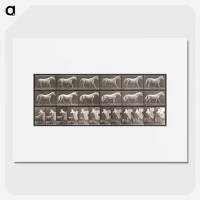 2-66_Eadweard-Muybridge_picture