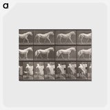 アートポストカード-Walking Horse
 - エドワード マイブリッジ Postcard.