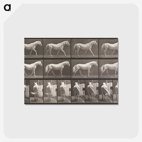 2-66_Eadweard-Muybridge_postcard