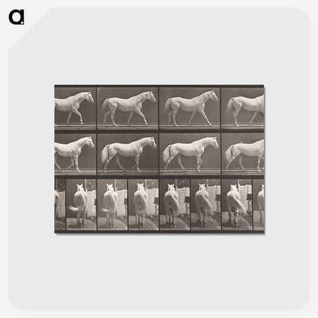 アートポストカード-Walking Horse
 - エドワード マイブリッジ Postcard.