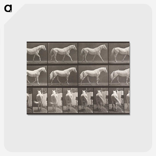 2-66_Eadweard-Muybridge_postcard
