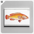 2-66_Ichtyologie-ou-Histoire-naturelle_canvas