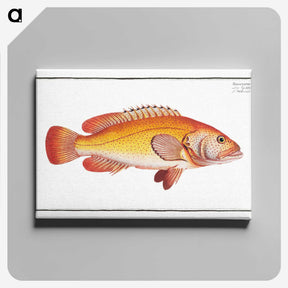 2-66_Ichtyologie-ou-Histoire-naturelle_canvas