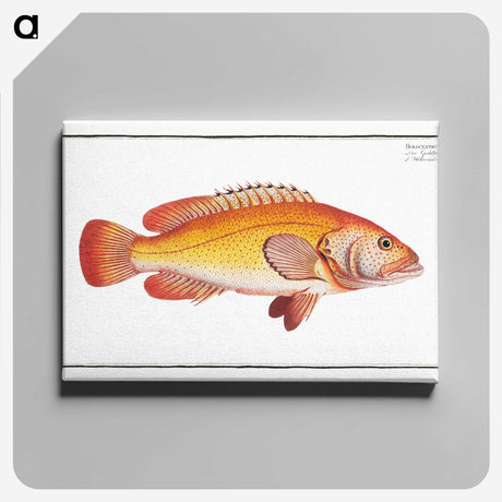 2-66_Ichtyologie-ou-Histoire-naturelle_canvas