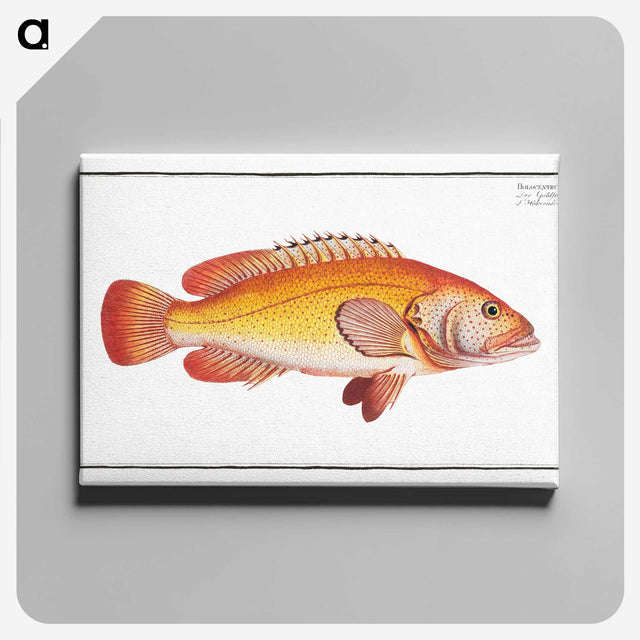 2-66_Ichtyologie-ou-Histoire-naturelle_canvas