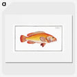 2-66_Ichtyologie-ou-Histoire-naturelle_picture