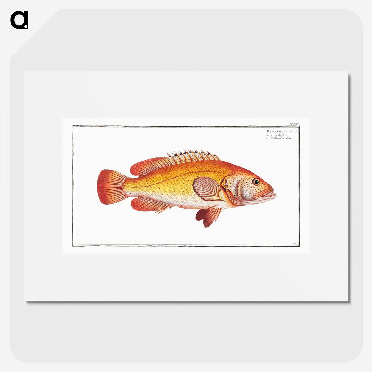 2-66_Ichtyologie-ou-Histoire-naturelle_picture