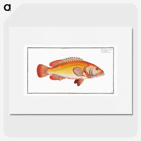2-66_Ichtyologie-ou-Histoire-naturelle_picture
