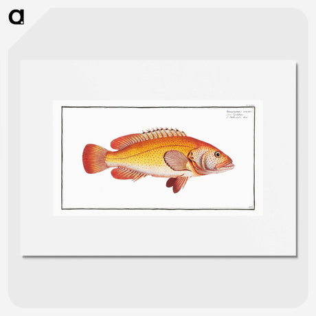 2-66_Ichtyologie-ou-Histoire-naturelle_picture