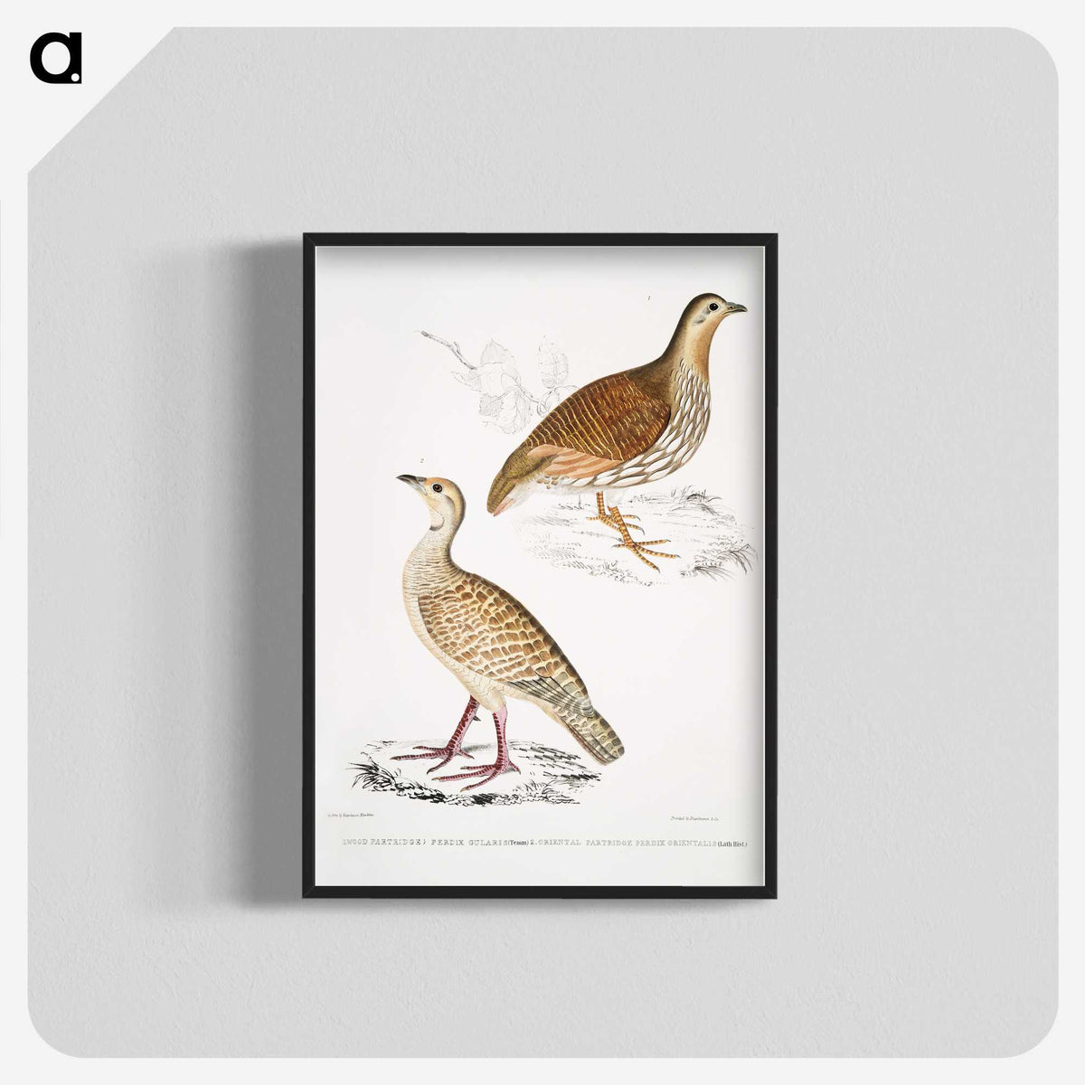 2-66_Indian-Zoology_blk-crop