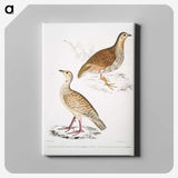 2-66_Indian-Zoology_canvas