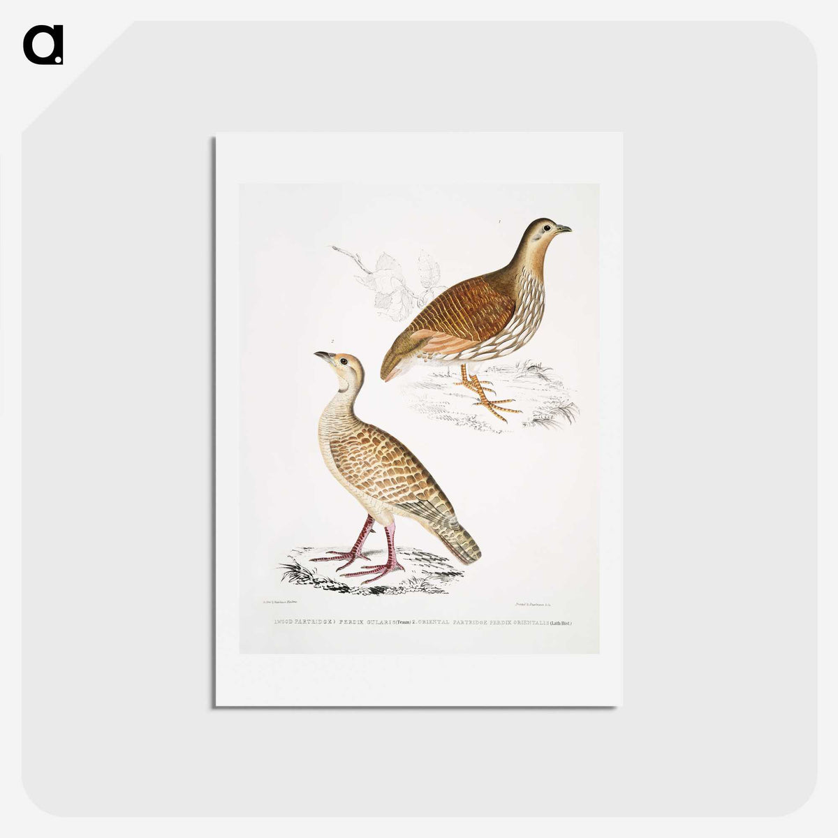 2-66_Indian-Zoology_hagaki