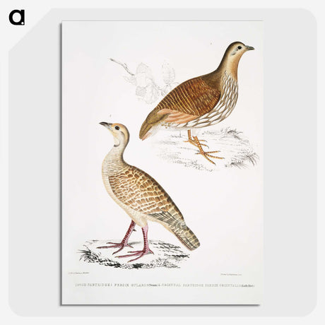 2-66_Indian-Zoology_picture-crop
