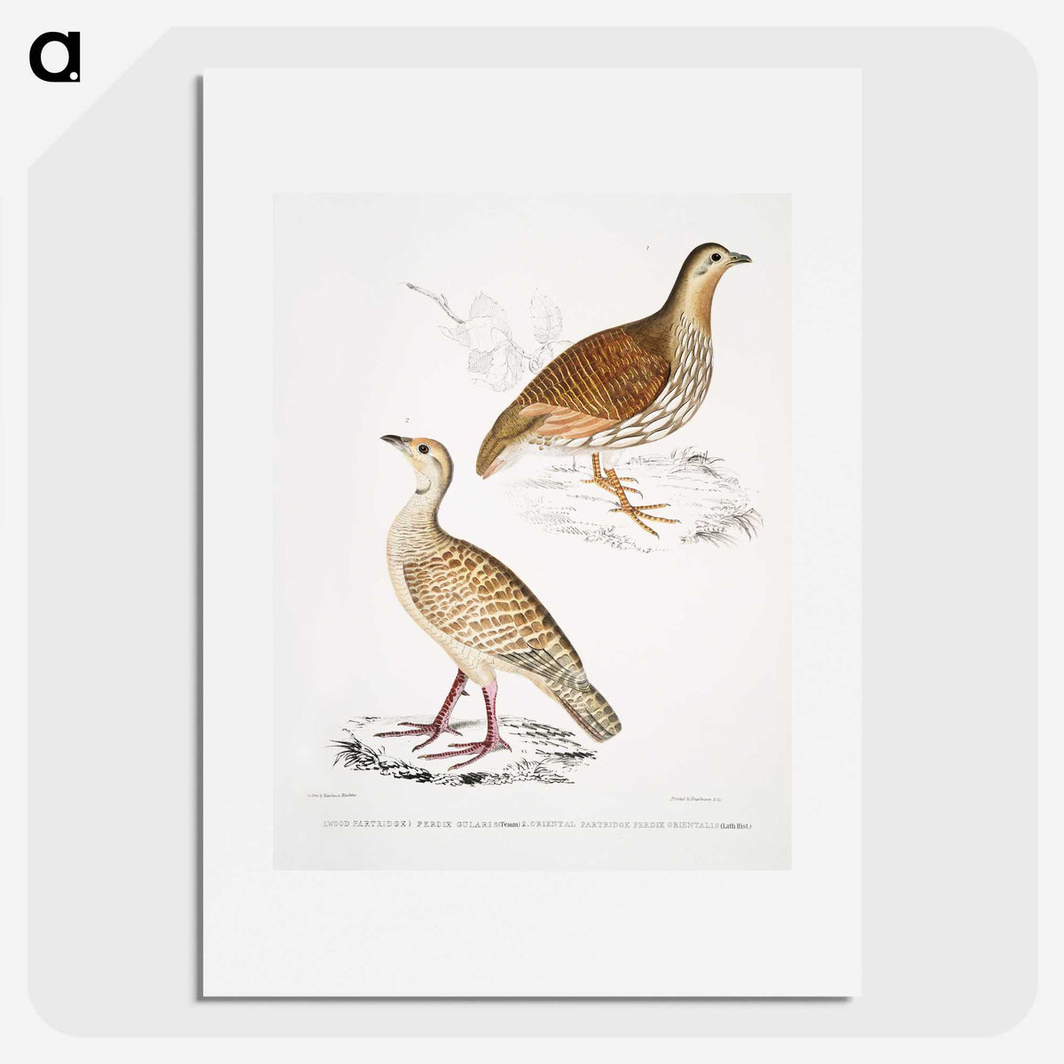 2-66_Indian-Zoology_picture