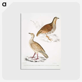 2-66_Indian-Zoology_postcard