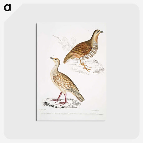 2-66_Indian-Zoology_postcard